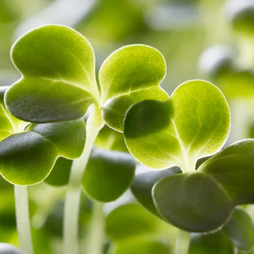 Close-up of vibrant broccoli microgreens with heart-shaped leaves.