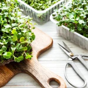 A close-up view of freshly harvested microgreens displayed on a wooden cutting board with scissors beside them, showcasing their vibrant green colors and healthy appearance.