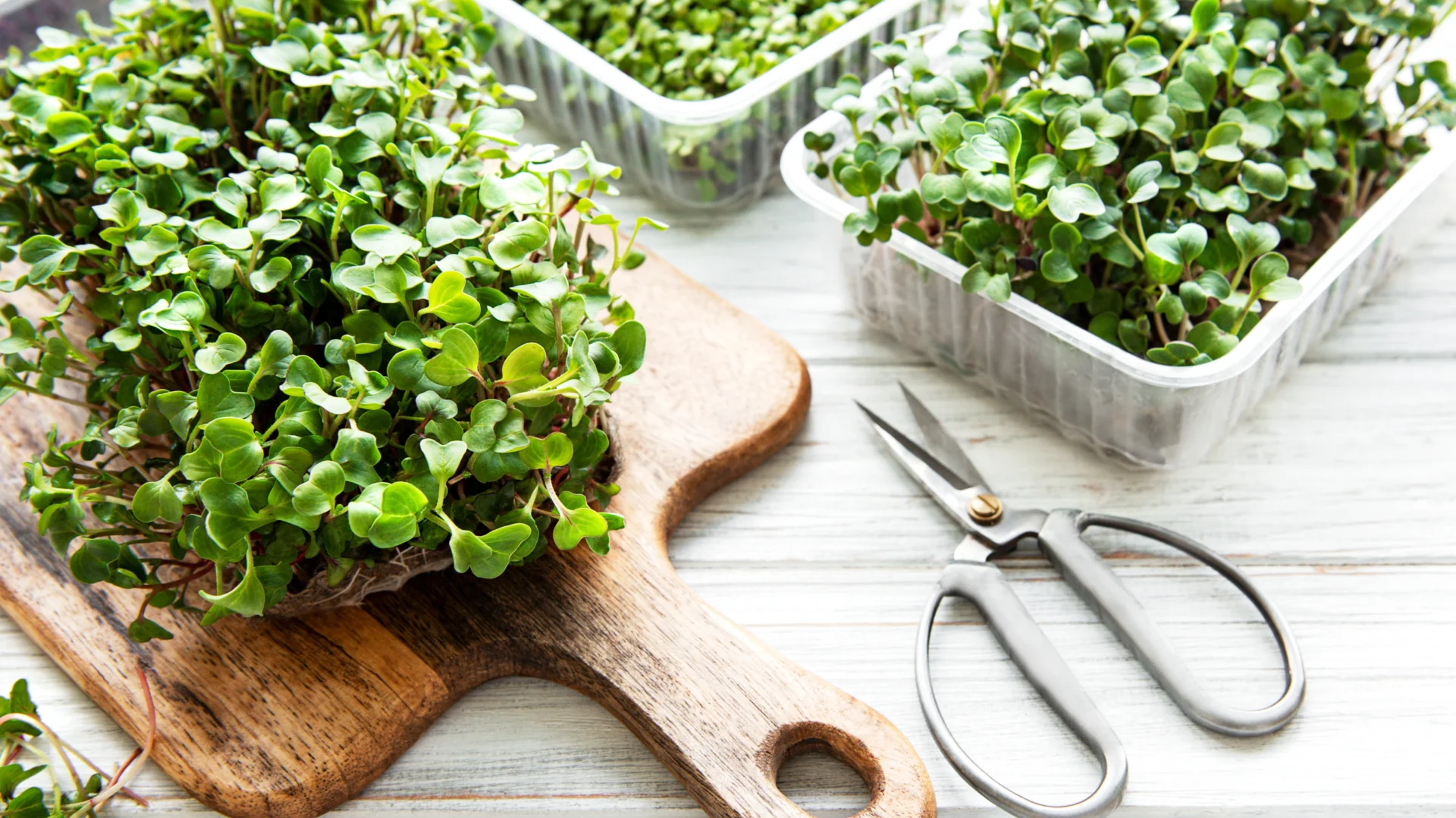 A close-up view of freshly harvested microgreens displayed on a wooden cutting board with scissors beside them, showcasing their vibrant green colors and healthy appearance.