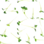 Top 5 Microgreens to Boost Your Health – Fresh green microgreens scattered on a white background.