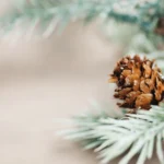 Pine cone and evergreen branch, perfect for holiday microgreens decor.