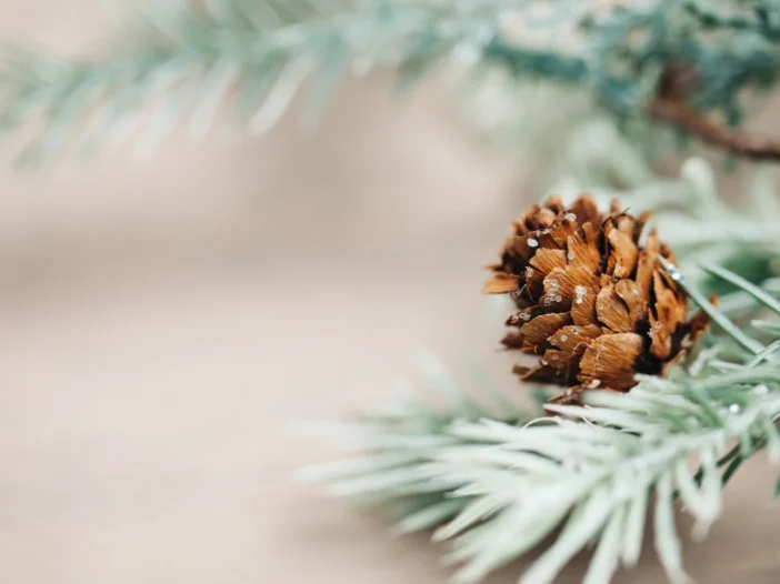 Pine cone and evergreen branch, perfect for holiday microgreens decor.