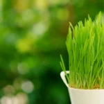 Freshly grown wheatgrass showcasing wheatgrass nutritional power in a natural setting.