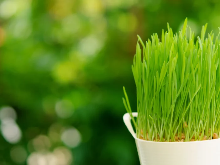 Freshly grown wheatgrass showcasing wheatgrass nutritional power in a natural setting.