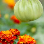 Companion planting with green tomato and marigold flowers in a vibrant organic garden.