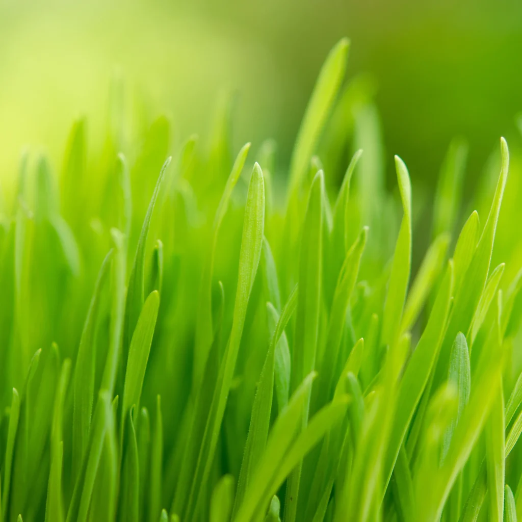 Close-up of vibrant hydroponic wheatgrass growing in a tray, with clean, lush green blades ready for juicing or blending.