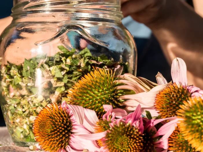 Fresh echinacea flowers and leaves in a glass jar, perfect for making DIY glycerin tinctures