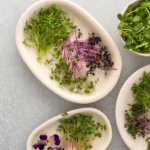 A variety of fresh microgreens displayed on plates, perfect for introducing microgreens to kids in a fun and colorful way.